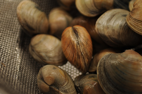 Clam Pan Roast