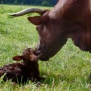 Auburn Meadow Farm 1