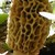 Morel_photo_-_from_website