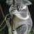Koala_zuckerman_1