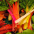 Csa-chard
