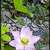 Lotus_again