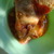 Breakfast_pie
