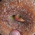 Donut