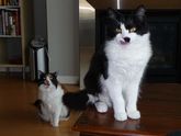 Gizma_and_frou_frou