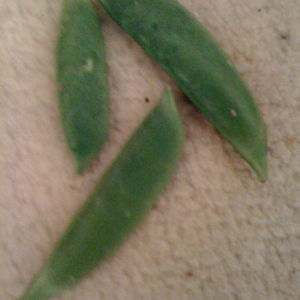 prettyPeas
