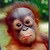 Orangutan-pictures