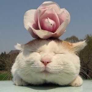 SteffieCat