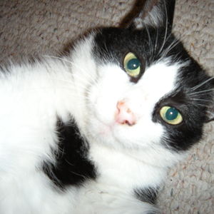 mishale