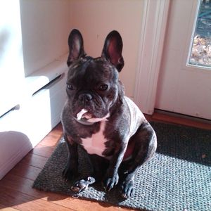 sexyLAMBCHOPx