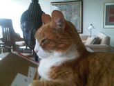 Buddhacat