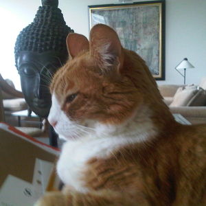 Buddhacat