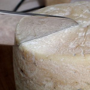 pulcetta