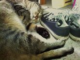 Drago_keeping_company