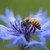 Flower-bee