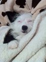 Lulusleep