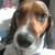 Dexter_snout