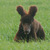 Rupert-for-web