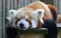Red_panda