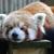 Red_panda