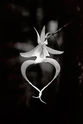 Ghost_orchid_b_w