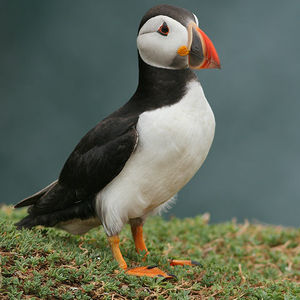 thepuffin