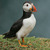 Puffin