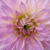 Dscn3453