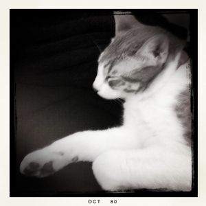 sidthecat