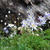 Bluebird_lake_7222012_027