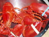 Lobster_001