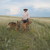 Waterton_lakes__alberta_august_2011_089