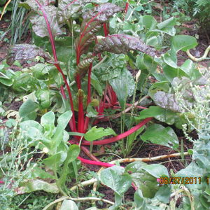 kitchengarden