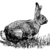 Hare