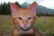 Catty_copy