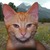 Catty_copy