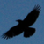 Bird_avatar