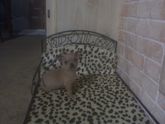 New_new_bed