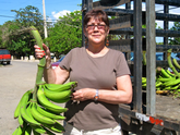 Norma-platano