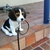 Baby_beagle