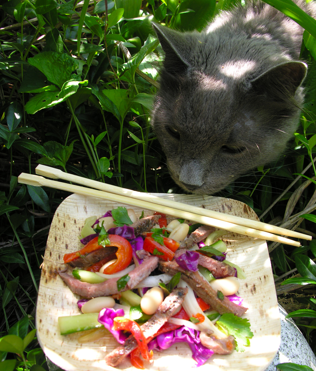 A salad my cat and I love recipe on