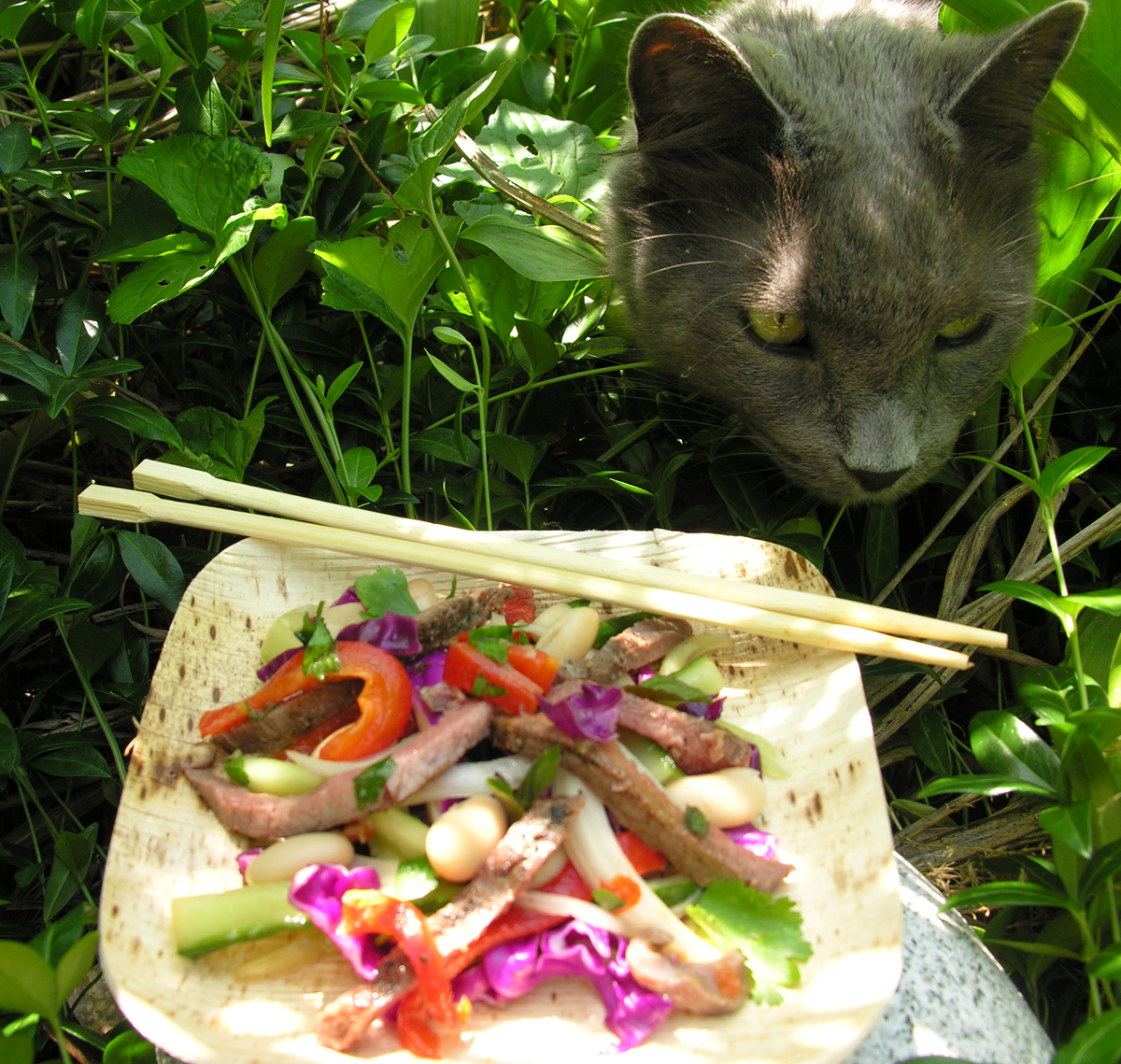 A salad my cat and I love recipe on