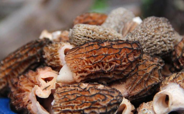 Morel Pasta