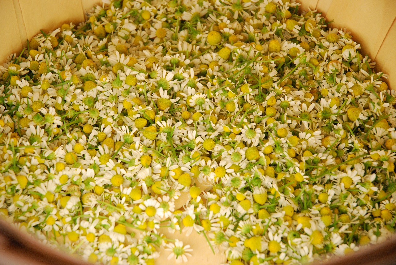 Chamomile Meditation Tea